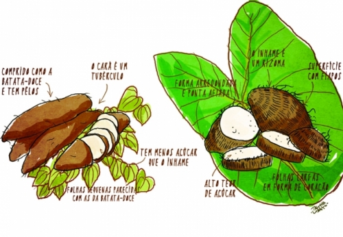 Cará ou inhame?